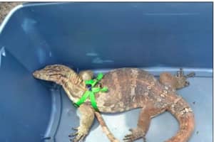 Leapin' Lizard! Online Ad Leads To Seizure Of Illegally Possessed Massive Reptile In Region