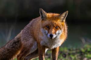 Update: 2 More People Bit By Rabid Fox In Peekskill Come Forward
