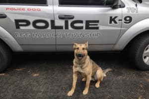 Loss Of Beloved K9 Neiko Mourned By South Jersey Police