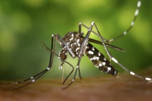 More Mosquitoes Test Positive For West Nile In New Maryland Neighborhoods
