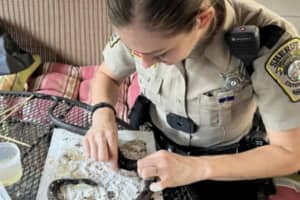 Snake Freed From Cruel Glue Trap In Stafford County
