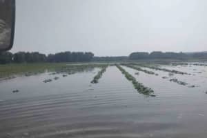 Flooded CT Farm Loses 90 Percent Of Crops: Here's How To Give Support