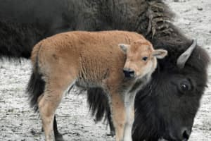 New Bison Born At South Jersey Zoo