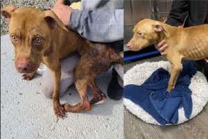 Emaciated Dog With Inflamed Skin Found In Mahopac: Authorities Investigating