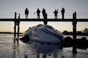 Team From CT's Mystic Aquarium Investigating Fatal Whale Stranding: 'This Animal Now At Peace'