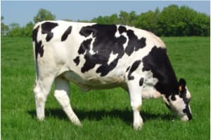 2 People Exposed To Rabid Cow In Upstate NY