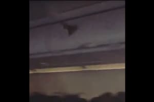 WATCH: Bat Hitches A Ride Aboard Newark-Bound Flight