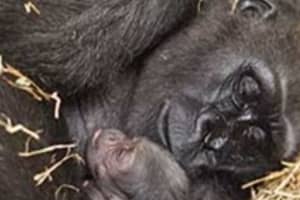 PHOTOS Massachusetts Zoo Welcomes 4 Baby Animals In October