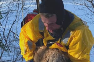 'Popeye' Rescued From Freezing River By Team Of Responders