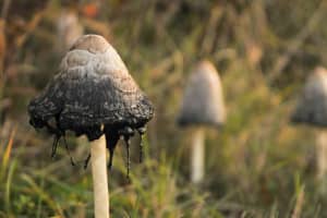 This Massachusetts City Wants To Decriminalize All Drug Use - Especially Magic Mushrooms