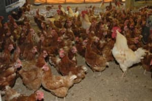 3.4+Mil Birds Have Avian Flu In PA: USDA