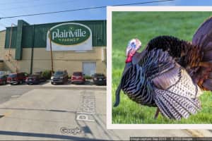 Turkeys Kicked, Stomped, Beaten At 7 Farms Across Pennsylvania: PSP