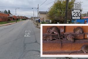 'Illegal Dumping' Of Rats On Major Roadway In Steelton, Police Say