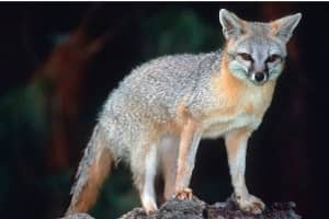 Alert Issued After 'Aggressive,' Rabid Fox Captured In Town Of Neversink