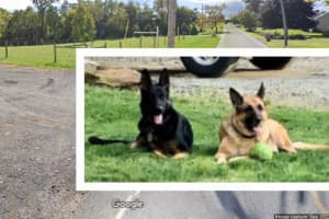 $1K Reward Offered After Two Dogs Shot In Lancaster County: Police