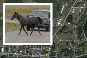 Horse Suffers 'Major Injuries' In Lebanon County Crash: PSP