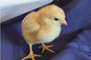 Egg-cellent: DA Cracks Down On Illegal Sale Of Chicks, Bunnies, Ducks On Long Island