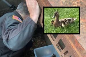11 Baby Ducklings Rescued From Somerset County Storm Drain As Mama Duck ‘Supervises:' (Photos)