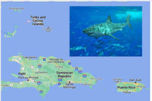 Shark Attack Update: Details Emerge On Yale Grad, Age 22, Who Lost Part Of Her Leg In Caribbean
