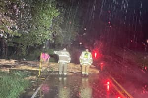 Driver Hospitalized After Hitting Fallen Tree In Hunterdon County Roadway