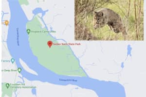 Bobcat Attacks Man Sleeping In Hammock At Selden Neck State Park In Lyme