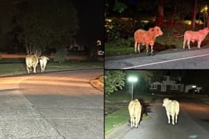 Two Cows Moo-ving On Up After Escaping From Farm In Maryland