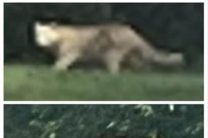 Big Cat Sighting In Central PA Residential Area Police Warn (VIDEO, PHOTOS)