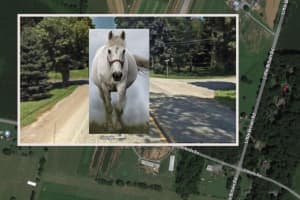 Horse Struck Dead In Lancaster County, PA State Police Say