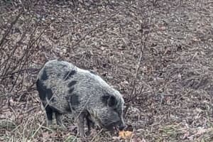 Pickles On The Lam: Pig Eludes Capture In Western Mass