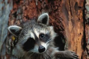 Sick Raccoon In Prince George's County Tests Positive For Rabies: Health Department