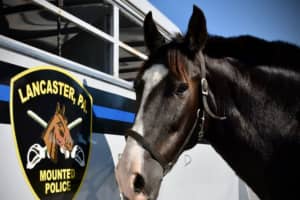 Mounted Police Horse Who Served In Philadelphia Dies
