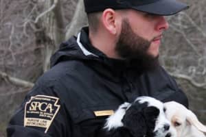 Pennsylvania SPCA Arrests Man On Accusations He Tortured Horses