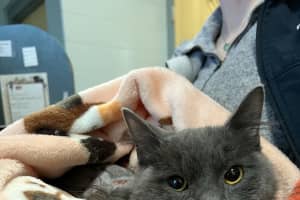 Kitten Found Covered In Burns In Roslindale Recovering After Surgery; MSPCA Looking For Owner
