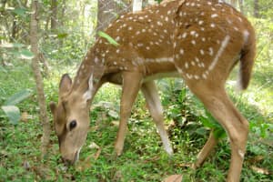 Englewood Flat Rock Preserve Discusses Deer Management Enclosure