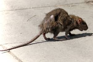 Rats! Rash Of Rodent Sightings Sparking Concerns In Nassau County Hamlet