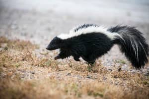 Skunk Tests Positive For Rabies In Hunterdon County