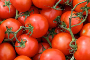 Fishkill Farms in Hopewell Junction Hosts Tomato Palooza