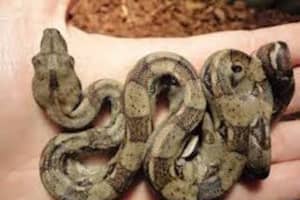 Nearly 9-Foot Long Boa Constrictor On Loose In Middlesex County
