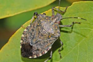 This Invasive Insect Spreading Quickly Across Region, Nation, New Study Warns