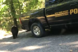 Video: Wildlife Officers Remove Bear That Broke Into Vehicle In Hurley