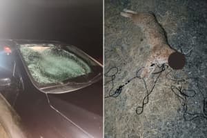 NY Couple Survives Hitting Bobcat Hanged From Highway Overpass