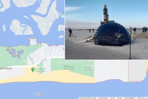 Dead Whale Found At Long Island Beach