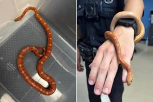 Missing A Snake? Slithery Intruder Found At Hudson Business