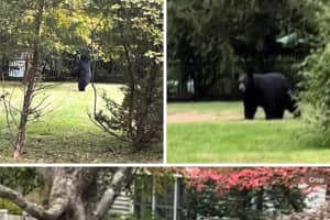 Bear Spotted In Bedford Backyard: Here's Where