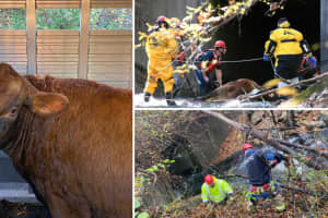 Trapped Cow Rescued From Culvert Near Middletown Border After 'Exceptional' Multi-Day Effort