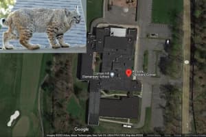 Bobcat Sighting Results In Police Response At Northern Westchester School