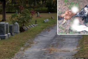 Beheaded Chicken, Goat Head Found At Long Island Cemeteries; Reward Offered For Answers