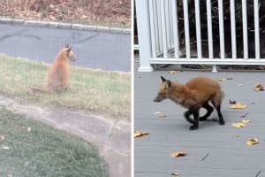 Red Fox Stops By New Canaan Home: They 'Need Not Be Feared,' Officials Say