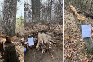 Man Building 'Hang Out' Spot Clears $20K Worth Of Timber From Nesconset Park: DA