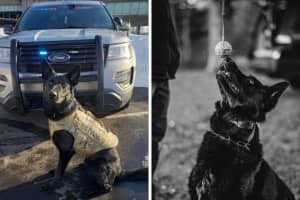 CT State Police K9 Killed In Line Of Duty: 'Was Hero In Every Sense'